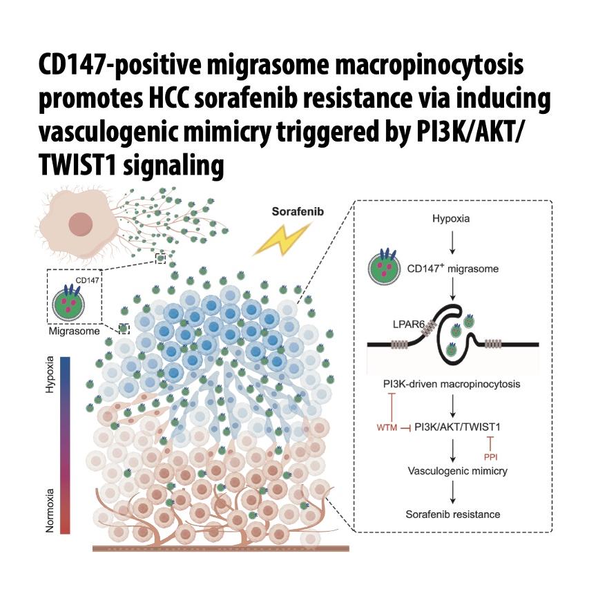 1462-Hypoxia-Induced Sorafenib Resistance in HCC episode artwork