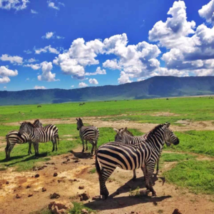 vol.15 拉美非洲外派实录:为了血汗钱,我们大战会飞的巨型蟑螂部队!