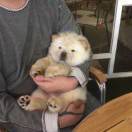 世桢施针不过十针