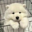 卡皮吧啦扒拉巴拉