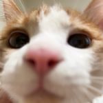 Echo的头脑夜间飞行器