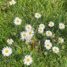 Sammi_SuVk