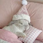 土巴兔哇哩哇哩