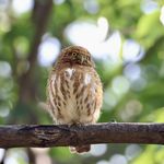 白白bird
