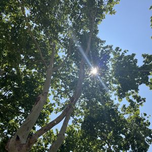 podcaster-avatar