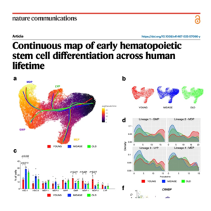 882-Map of Human Hematopoietic Stem Cell Differentiation