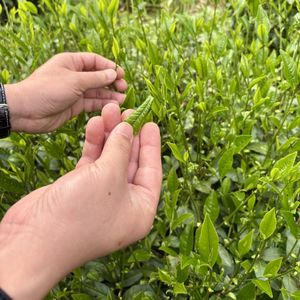 EP18|和一个卖六安瓜片的犟人,聊怎样把手工制茶坚持下去
