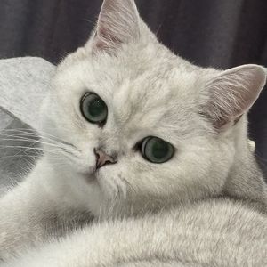 podcaster-avatar