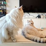 catandkat