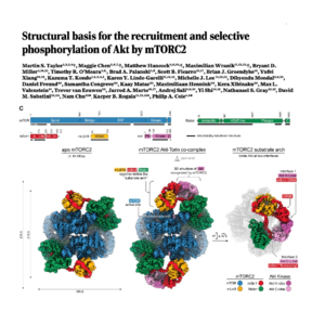 348-mTORC2 Recognizes AGC Kinases by Long-Range Docking