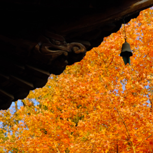 22.整年内耗?不妨喘口气,去天台山住一天吧!【宿坊上篇】