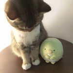 旺旺旺仔