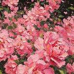 繁花似我
