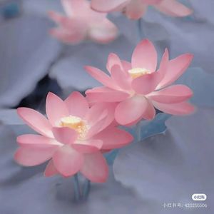 月芽儿呦