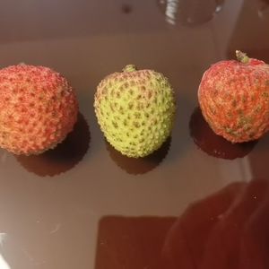 冒蓝火的加特林