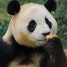 多肉啵啵酱