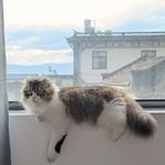 野呱