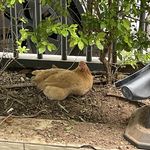 碧螺春名字被使用