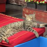 整点猫粮