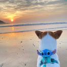 Rachel的快乐星球