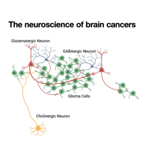200-The Neuroscience of Brain Cancers