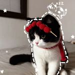 今夜我可以吃更多雪糕