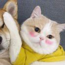 我也是个小蘑菇