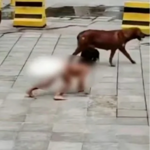 郑韩读报：官方通报调查“野人孩子”事件，必须为孩子的基本权利干预到底！