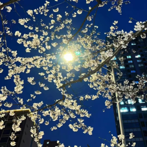 VOL314.愿诸神允我从爱情中脱身，在虚无的高处拥有凛冽的自由。