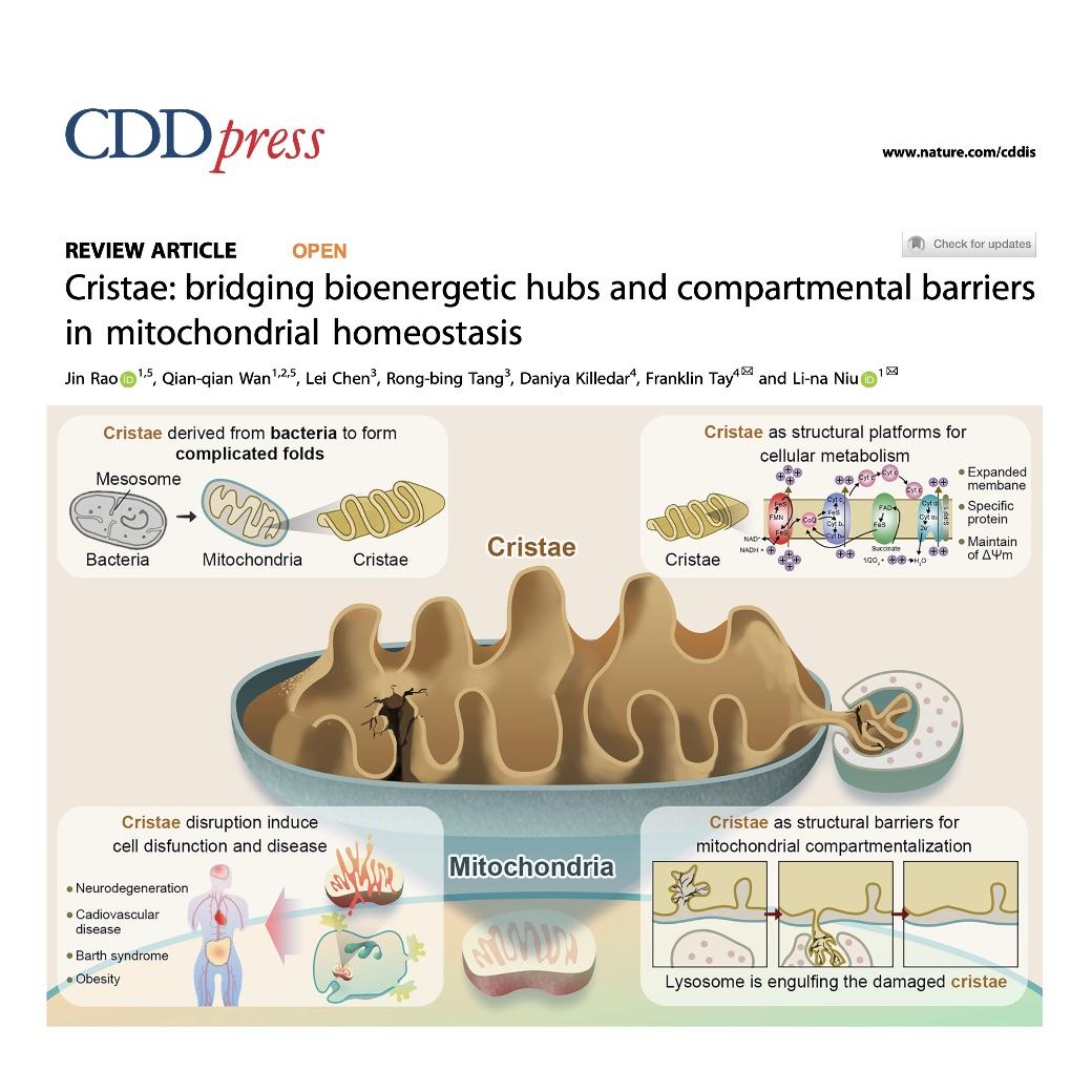 1443-Cristae: Bioenergetic Hubs in Mitochondrial Homeostasis episode artwork
