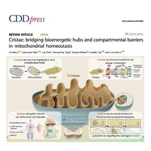 1443-Cristae: Bioenergetic Hubs in Mitochondrial Homeostasis