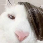 死馒头复活