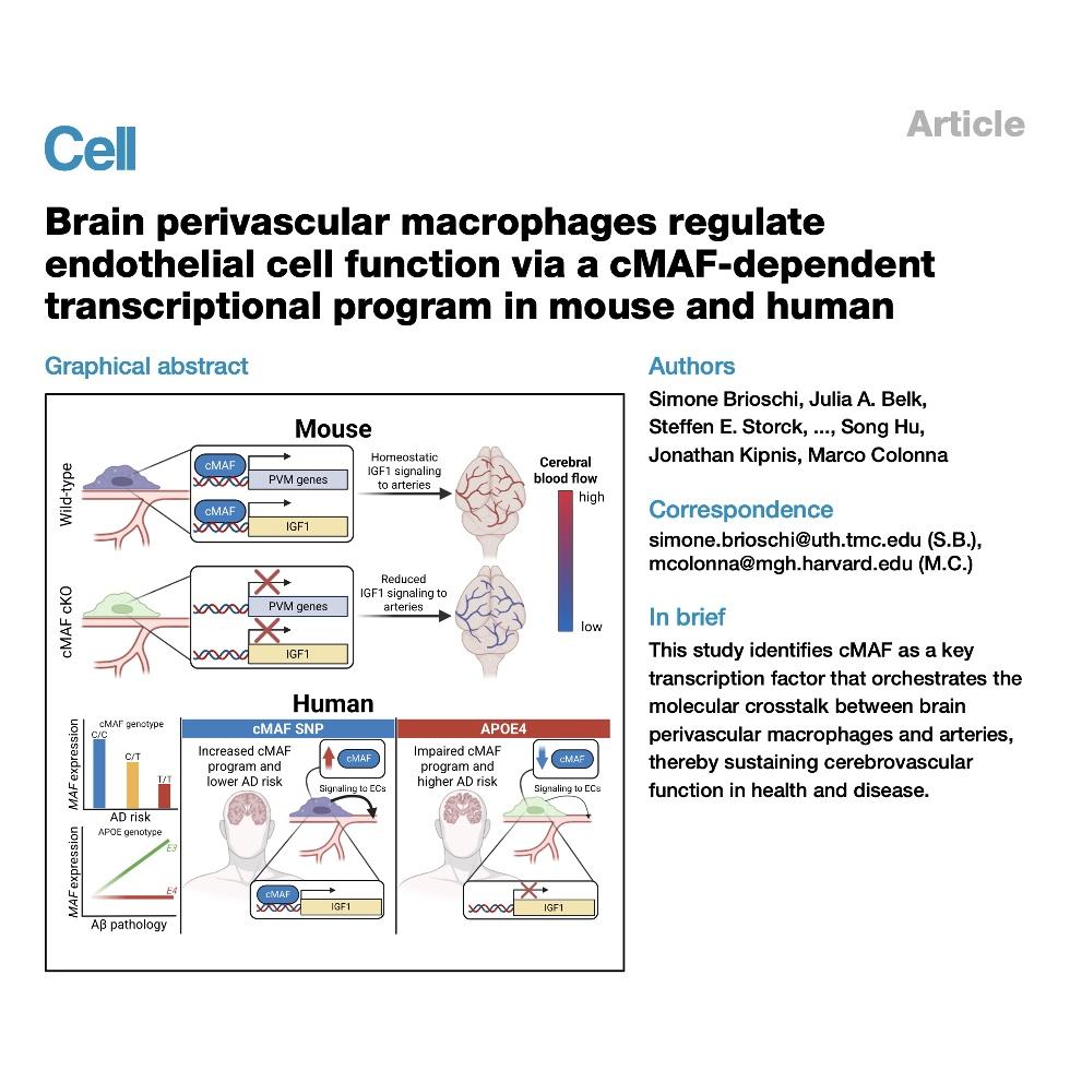 1569-cMAF Program in Brain Perivascular Macrophages episode artwork