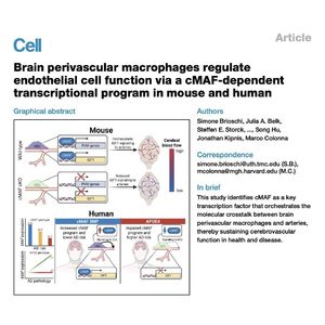 1569-cMAF Program in Brain Perivascular Macrophages
