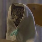 浓浓浓浓浓浓抹茶