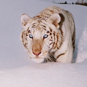 podcaster-avatar