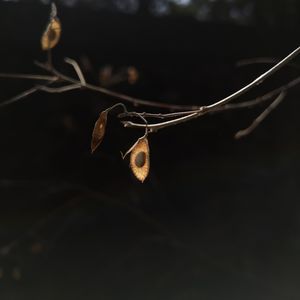 podcaster-avatar