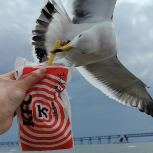 【神奇生物·希腊篇】伟大的海鸥神宙斯要去码头整点薯条
