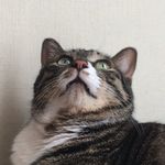 老油条NAP