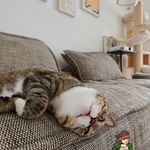 特立独行的姜饼人