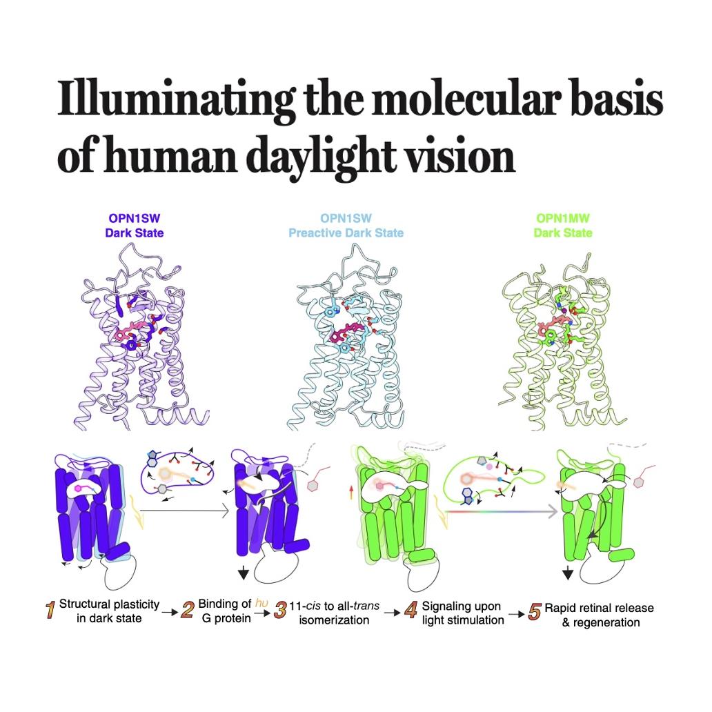 1470-Molecular Basis of Human Daylight Vision episode artwork