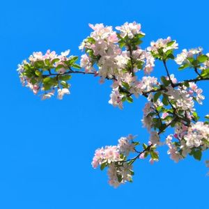 知沫与见清
