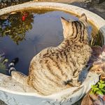 后海的风