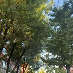 从此不再四百击