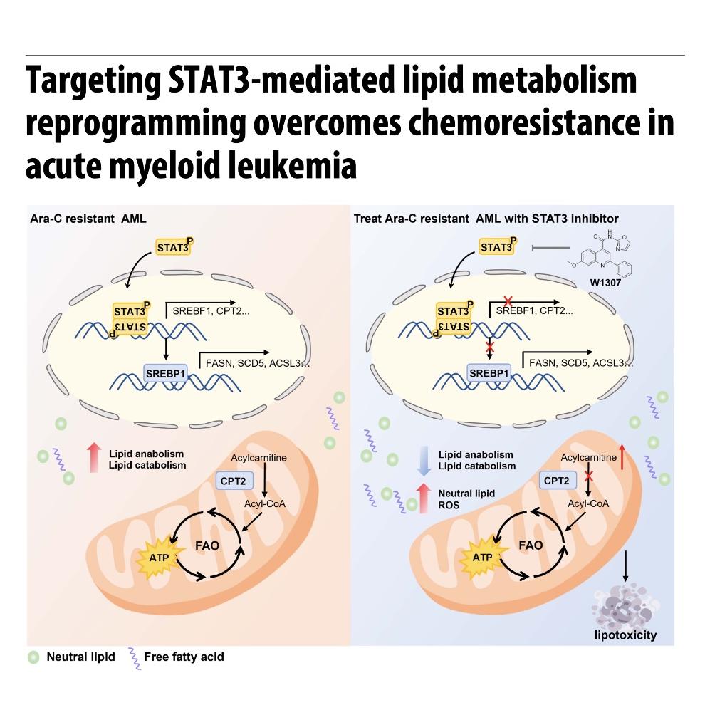 1401-Targeting STAT3 to Overcome Chemoresistance in AML episode artwork