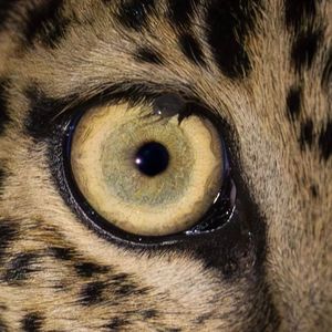 podcaster-avatar