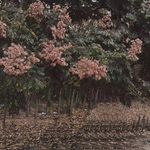 玛卡瑞纳滴滴哒