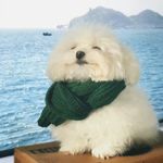 树色