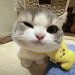 巴啦啦能亮_