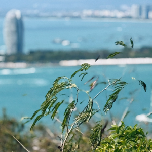 望洋山19号第九集:生活在别处(海岛疗愈记)